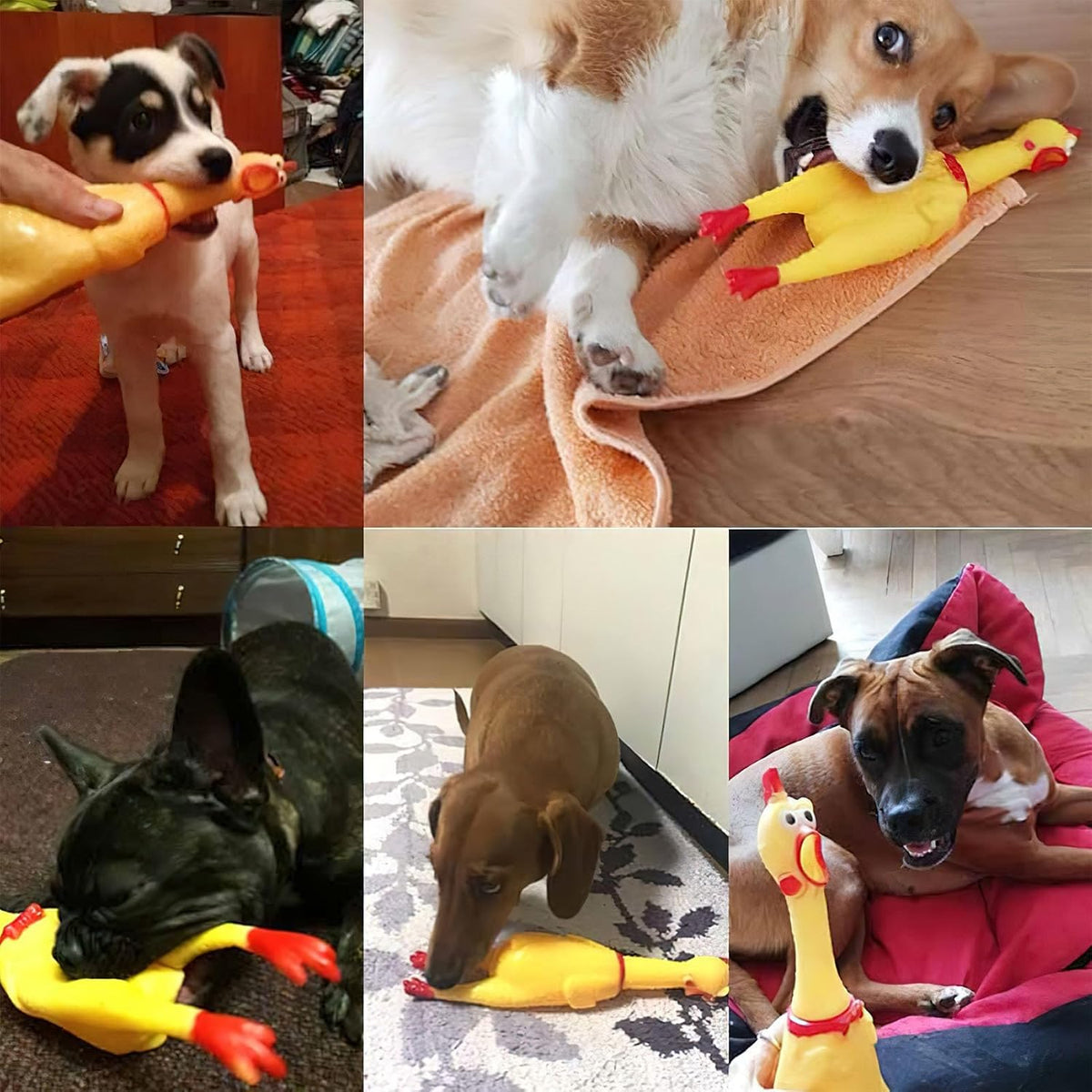 Poplay Chicken Toy